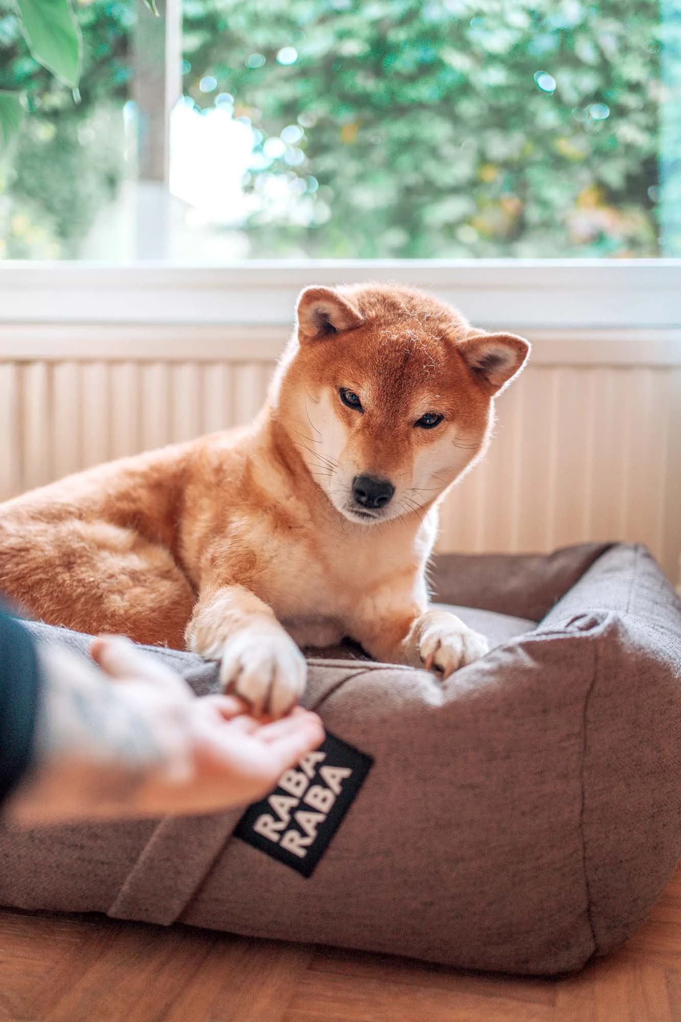 Raba-Raba dog bed lifestyle image